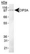 Protein CIP2A antibody, TA301640, Origene, Western Blot image 