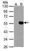 IPK6 antibody, LS-C185578, Lifespan Biosciences, Western Blot image 