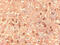 Olfactomedin 1 antibody, TA326496, Origene, Immunohistochemistry paraffin image 