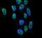 Zinc Finger Protein 202 antibody, PA5-26777, Invitrogen Antibodies, Immunofluorescence image 