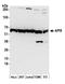 Apoptosis Inhibitor 5 antibody, A302-784A, Bethyl Labs, Western Blot image 