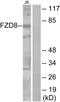Frizzled Class Receptor 8 antibody, LS-C120599, Lifespan Biosciences, Western Blot image 