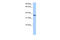 Chondroadherin antibody, 30-781, ProSci, Western Blot image 