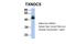 Thioredoxin Domain Containing 5 antibody, 27-186, ProSci, Western Blot image 