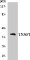 TNF Alpha Induced Protein 1 antibody, LS-C200795, Lifespan Biosciences, Western Blot image 