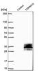 Tetraspanin 15 antibody, HPA044657, Atlas Antibodies, Western Blot image 