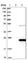 Leucine Zipper And CTNNBIP1 Domain Containing antibody, HPA028184, Atlas Antibodies, Western Blot image 