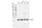 RAB5A, Member RAS Oncogene Family antibody, 46449S, Cell Signaling Technology, Western Blot image 