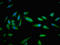 Syntaxin Binding Protein 1 antibody, LS-C671798, Lifespan Biosciences, Immunofluorescence image 