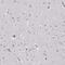 Cystatin F antibody, NBP2-13881, Novus Biologicals, Immunohistochemistry paraffin image 