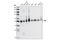 Tafazzin antibody, 4883S, Cell Signaling Technology, Western Blot image 