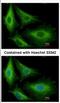Glutathione S-Transferase Kappa 1 antibody, NBP2-16686, Novus Biologicals, Immunofluorescence image 