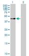 RUN And SH3 Domain Containing 1 antibody, H00023623-B01P, Novus Biologicals, Western Blot image 