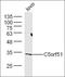 Chromosome 5 Open Reading Frame 51 antibody, orb2819, Biorbyt, Western Blot image 