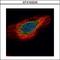 Endoplasmic Reticulum Protein 29 antibody, GTX102225, GeneTex, Immunocytochemistry image 
