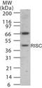 Serine Carboxypeptidase 1 antibody, PA1-29824, Invitrogen Antibodies, Western Blot image 