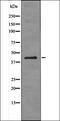 ATF4 antibody, orb335766, Biorbyt, Western Blot image 