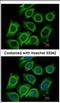 Dynactin Subunit 2 antibody, NBP2-16115, Novus Biologicals, Immunocytochemistry image 