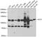 Aconitase 1 antibody, 23-238, ProSci, Western Blot image 