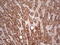 4-Aminobutyrate Aminotransferase antibody, LS-C791075, Lifespan Biosciences, Immunohistochemistry paraffin image 