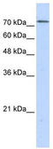 BOP1 Ribosomal Biogenesis Factor antibody, TA339326, Origene, Western Blot image 