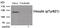 Vinculin antibody, 80-022, ProSci, Western Blot image 