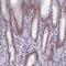Zinc Finger Protein 317 antibody, NBP1-86220, Novus Biologicals, Immunohistochemistry paraffin image 
