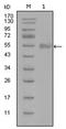 Synaptotagmin 1 antibody, AM06290SU-N, Origene, Western Blot image 