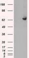 Guanylate Binding Protein 2 antibody, MA5-24984, Invitrogen Antibodies, Western Blot image 