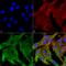 Potassium Voltage-Gated Channel Subfamily J Member 10 antibody, LS-C773713, Lifespan Biosciences, Immunocytochemistry image 