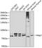 MAP2 antibody, GTX32712, GeneTex, Western Blot image 