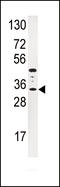 Insulin Like Growth Factor Binding Protein 3 antibody, 63-090, ProSci, Western Blot image 