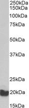 Eukaryotic Translation Elongation Factor 1 Epsilon 1 antibody, LS-B10573, Lifespan Biosciences, Western Blot image 