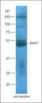 Melamine antibody, orb9025, Biorbyt, Western Blot image 