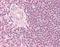 RAD52 Homolog, DNA Repair Protein antibody, orb96028, Biorbyt, Immunohistochemistry paraffin image 