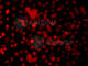 Snail Family Transcriptional Repressor 2 antibody, A1057, ABclonal Technology, Immunofluorescence image 