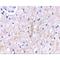 Plexin Domain Containing 2 antibody, LS-C53239, Lifespan Biosciences, Immunohistochemistry frozen image 