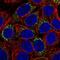 NABC1 antibody, NBP2-38736, Novus Biologicals, Immunocytochemistry image 