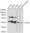 Proliferation-Associated 2G4 antibody, 15-335, ProSci, Western Blot image 