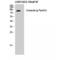 Cortactin antibody, LS-C380671, Lifespan Biosciences, Western Blot image 