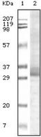 Tripartite Motif Containing 5 antibody, NB100-2192, Novus Biologicals, Western Blot image 