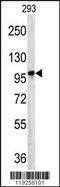 Dipeptidyl Peptidase 8 antibody, MBS9212852, MyBioSource, Western Blot image 