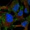 LPA4 antibody, HPA046563, Atlas Antibodies, Immunofluorescence image 