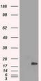 Crystallin Alpha B antibody, LS-C799267, Lifespan Biosciences, Western Blot image 