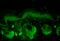 Superoxide Dismutase 2 antibody, 13004, QED Bioscience, Immunohistochemistry paraffin image 