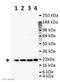 ADP Ribosylation Factor 6 antibody, ab77581, Abcam, Western Blot image 
