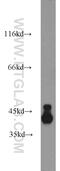 Developmentally Regulated GTP Binding Protein 2 antibody, 14743-1-AP, Proteintech Group, Western Blot image 