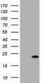 Growth arrest and DNA damage-inducible protein GADD45 gamma antibody, TA505479S, Origene, Western Blot image 