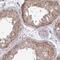 Tripartite motif-containing protein 44 antibody, NBP2-31681, Novus Biologicals, Immunohistochemistry frozen image 