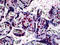 AT-Rich Interaction Domain 3A antibody, 51-695, ProSci, Immunohistochemistry frozen image 